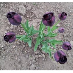 Tulipan Queen of Night