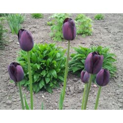 Tulipan Queen of Night