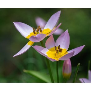 Tulipan Saxatilis