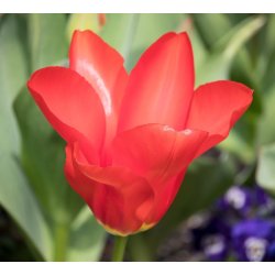 Tulipan Scarlet Baby