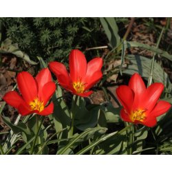 Tulipan Scarlet Baby