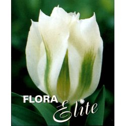 Tulipan Spring Green