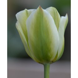 Tulipan Spring Green