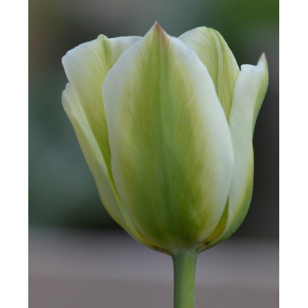 Tulipan Spring Green