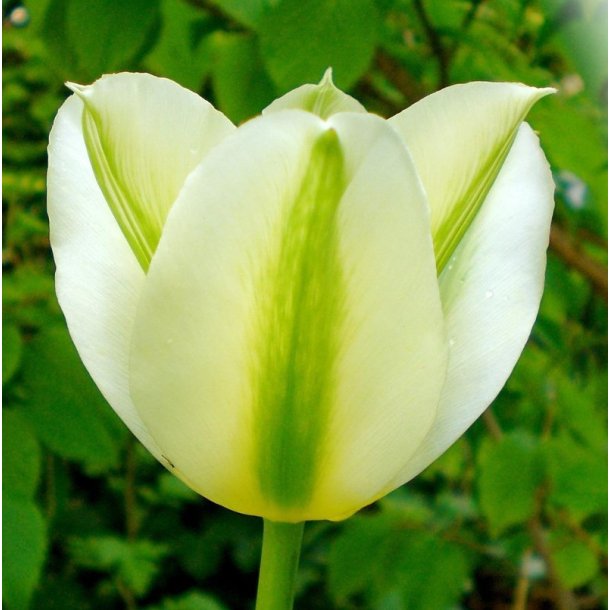 Tulipan Spring Green