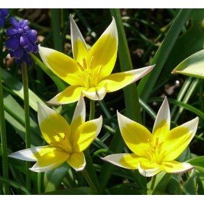 Tulipan Tarda