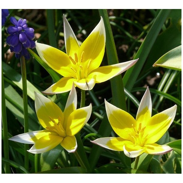 Tulipan Tarda