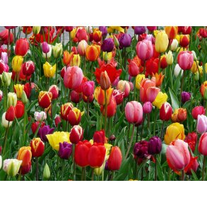 Tulipan Total Mix, KV. II