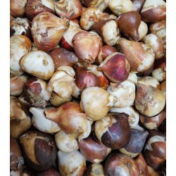 Tulipan Total Mix, KV. II