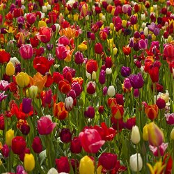 Tulipan Total Mix, KV. II