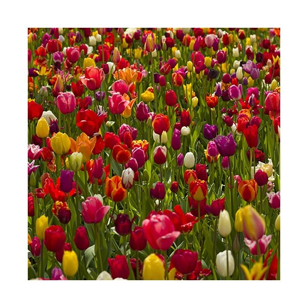 Tulipan Total Mix, KV. II