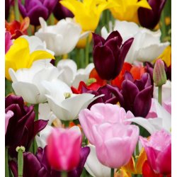 Tulipan Triumph Mix