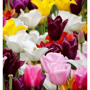 Tulipan Triumph Mix