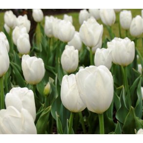 Tulipan White Flag