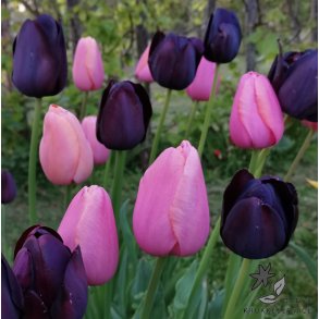 Tulipanblanding Pink Nights