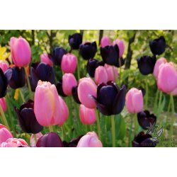 Tulipanblanding Pink Nights