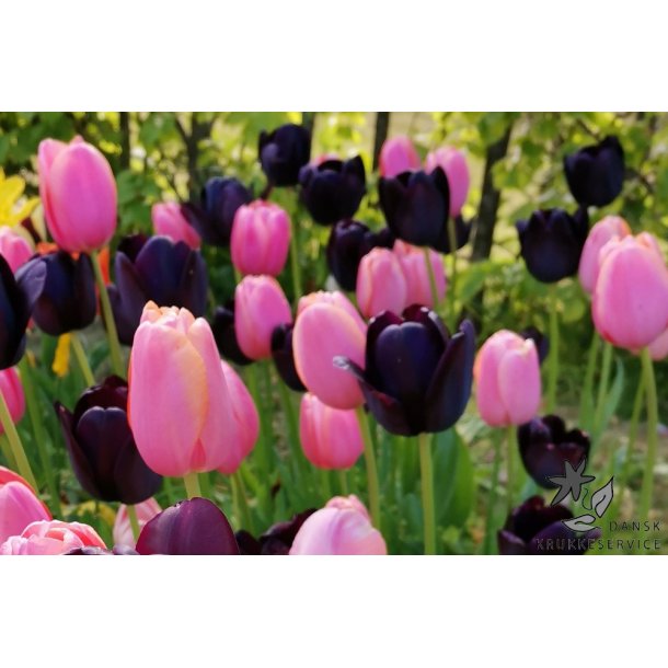 Tulipanblanding Pink Nights