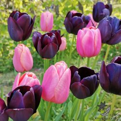 Tulipanblanding Pink Nights
