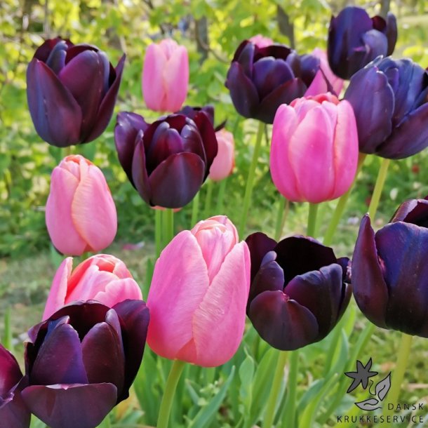 Tulipanblanding Pink Nights