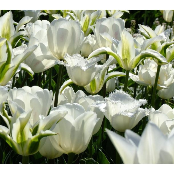 Tulipanblanding White Wonders