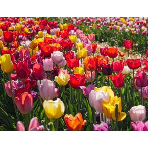 Tulipaner - Oprydningspakke.