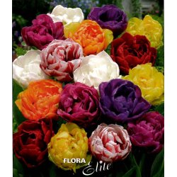 Tulipaner Ponblomstrende Mix