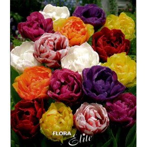 Tulipaner Ponblomstrende Mix