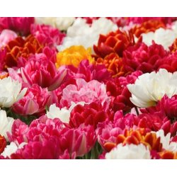 Tulipaner Ponblomstrende Mix