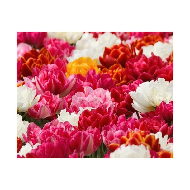 Tulipaner Ponblomstrende Mix