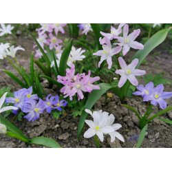 Tun� blanding, Snepryd