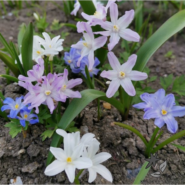 Tun� blanding, Snepryd