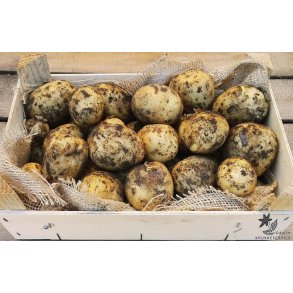 Twister Lggekartofler, ko 1,5 kg