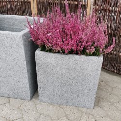 Vbneren, Lysegr Letvgtskrukke*