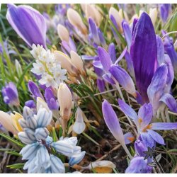 Wild Spring blanding