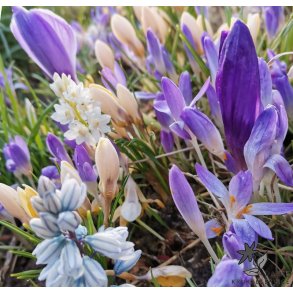 Wild Spring blanding