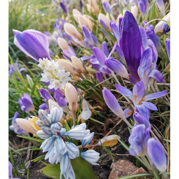 Wild Spring blanding