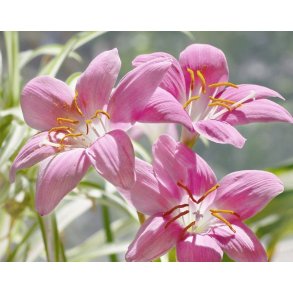 Zephyranthes rosea