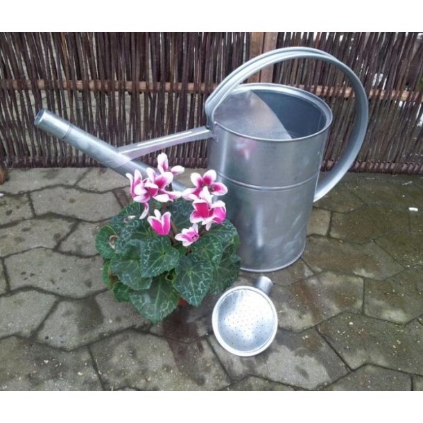 Zink Vandkande med bruser